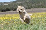 CAIRN TERRIER 280